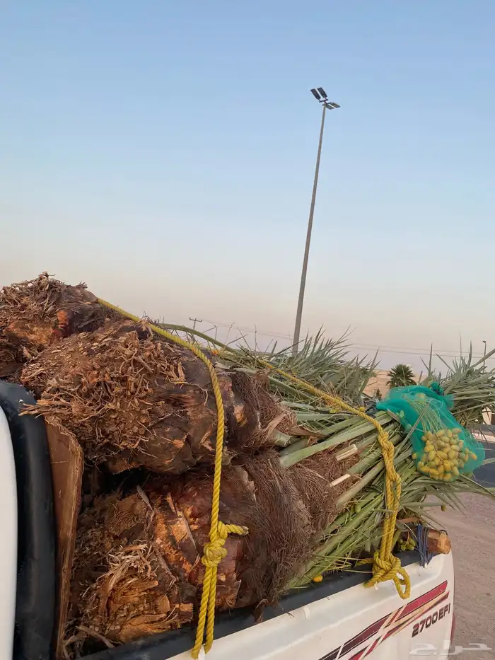 خلاص كبار ومطاليع 7