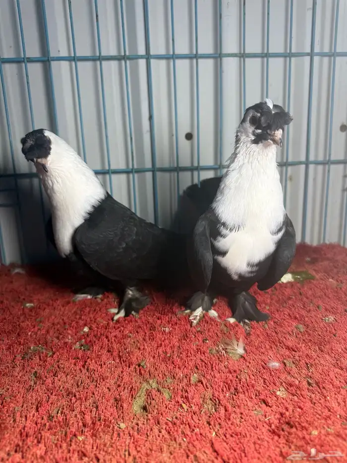 زوج شخشرلي لبناني 3