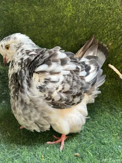 حمام فرش طبات 6