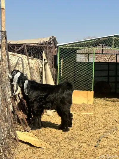 تيس وجفره طيبات فل شحم أعمارها 4شهور 3