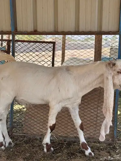مشروع فحل هولندي وجفره حجازيه 7