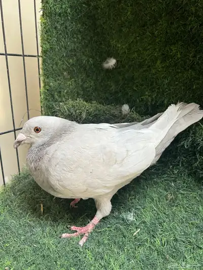 حمام زاجل مكتف. و الافندر 7