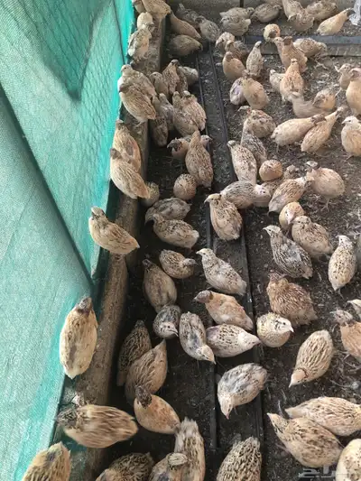 طيور سمان كريمي بياض 2