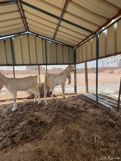 مشروع فحل هولندي وجفره حجازيه 17