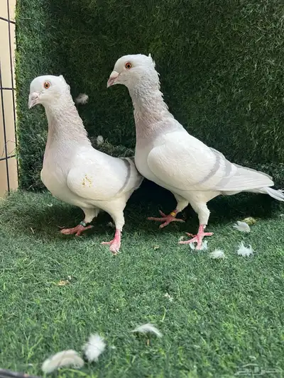 حمام زاجل مكتف. و الافندر 3