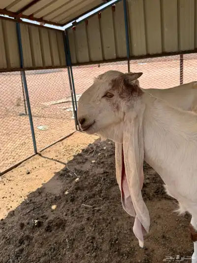 مشروع فحل هولندي وجفره حجازيه 1