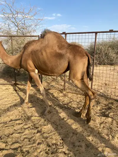 ناقه لقحه طيبه 0