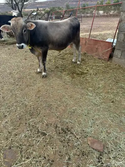 ثورسويسري للبيع عمره سنه وعليها 1