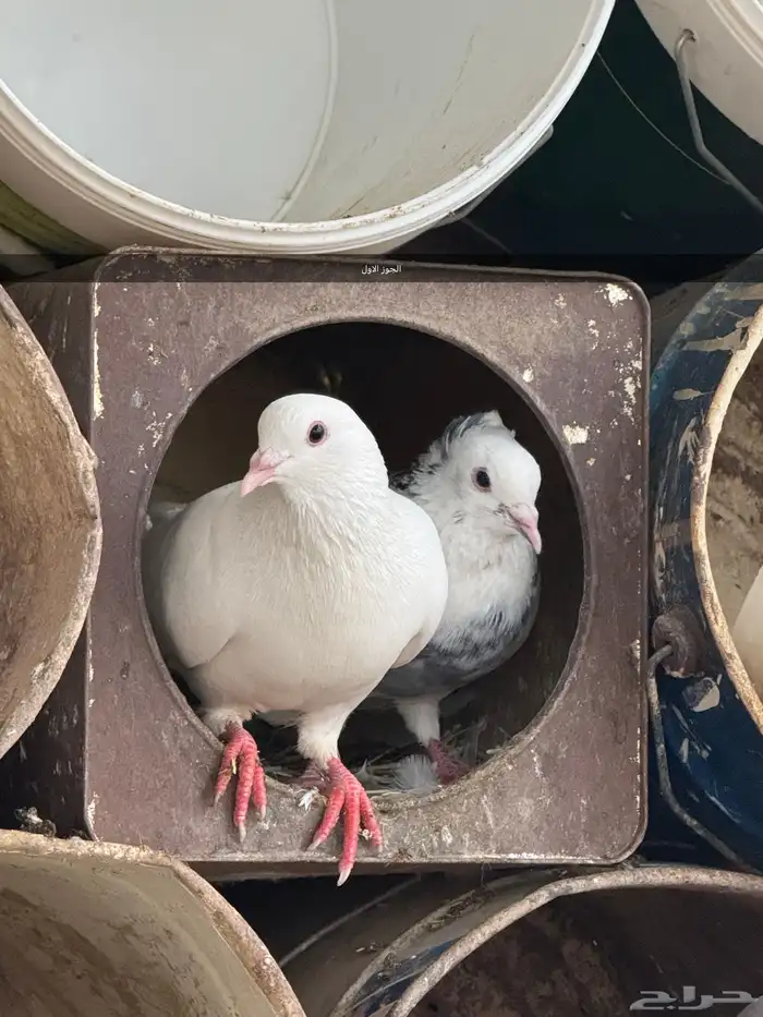 أربع اجواز حمام للبيع 0