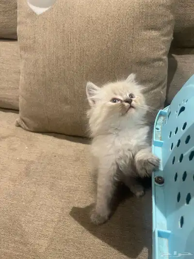 قط شيرازي 1