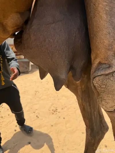 خلفه مجهم 7