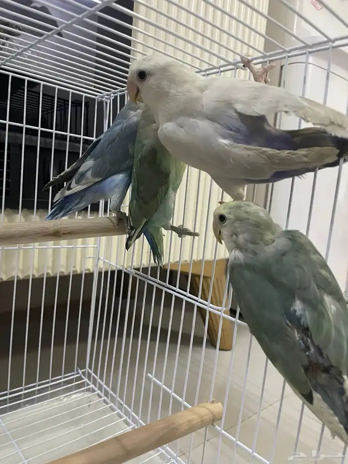 طيور روز 185 ريال انتاج منزلي 4