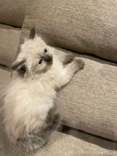 قط شيرازي 2