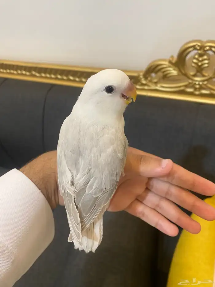 تم(البيع) 0