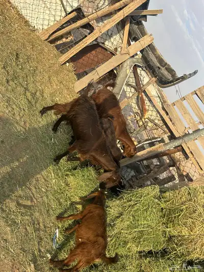 للبيع معزاء شاميه السن رباع 2