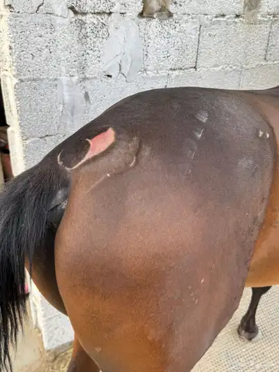 مهر عربي شعبي 6