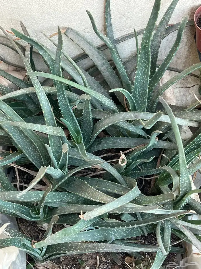 صبار الوفيرا 1