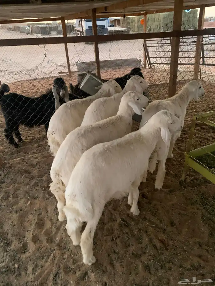 ذبايح حريات 0