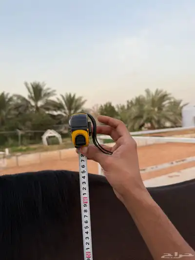 حصان انقليزي للبيع 3