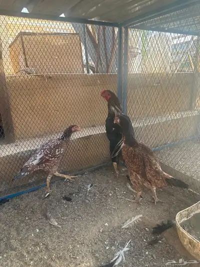 الحسنيه 1