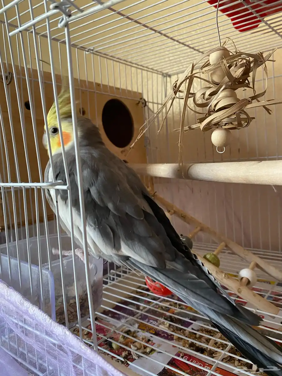 parrot index