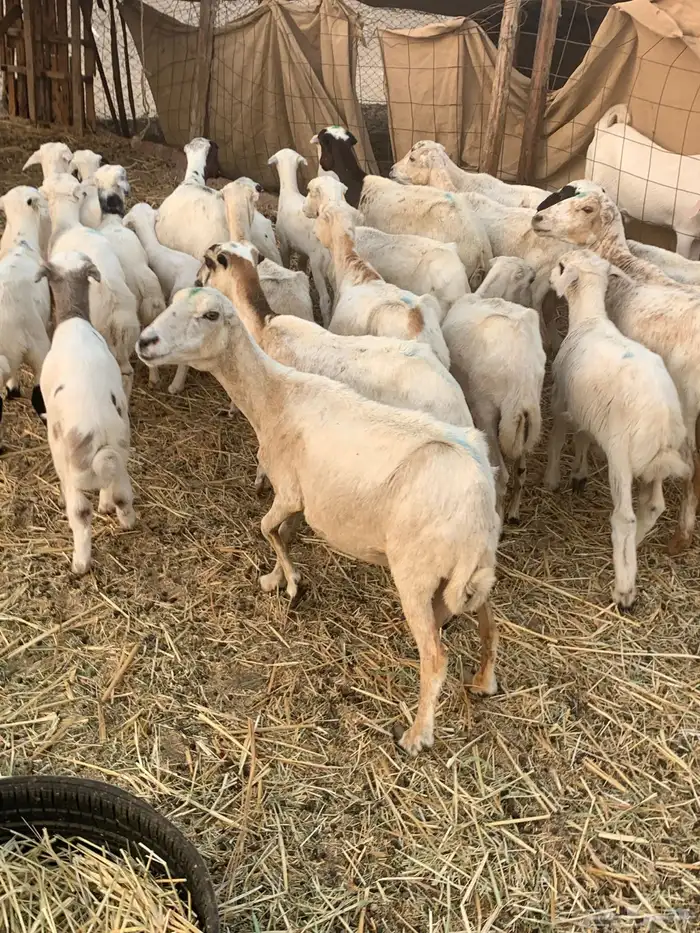 للبيع رخال سواكنيات وضان رفيديات مواليد 13