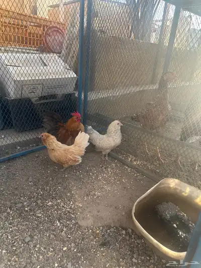 الحسنيه 0