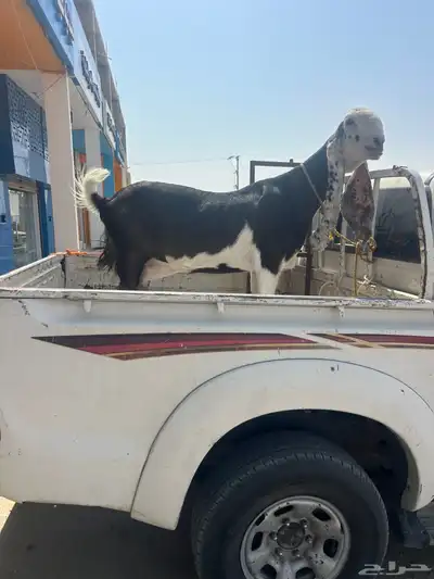 عنز نادره 0
