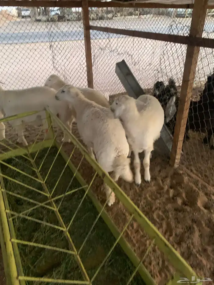 ذبايح حريات 1