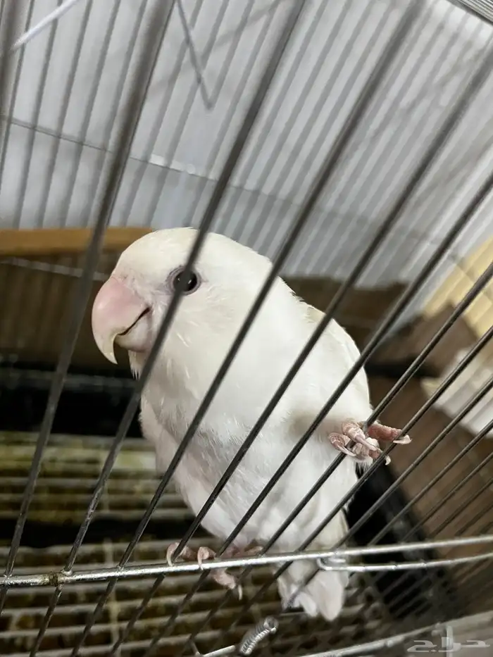 طير روز البينو 1