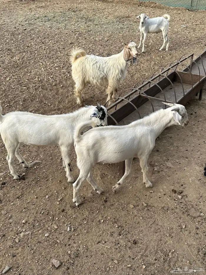تيوس للبيع فل شحم 16