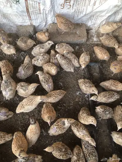 طيور سمان كريمي بياض 0