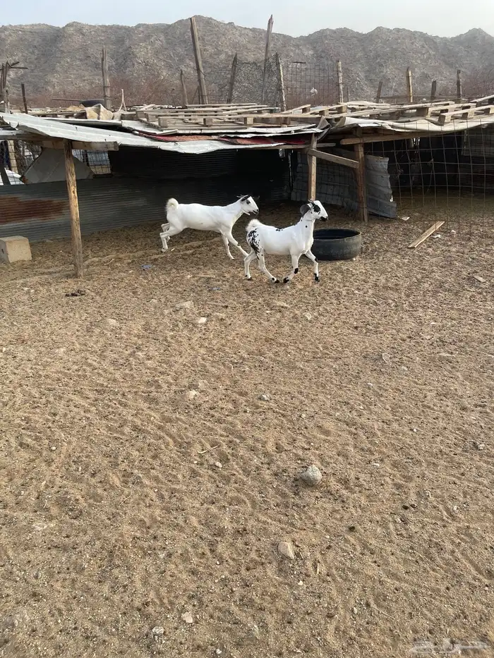 جفار بيشيات ودهم مقنى شي فاخر مولده عندي من حلالي العدد 15ا 14