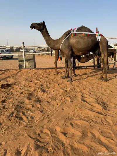 خلفه مجهم 4