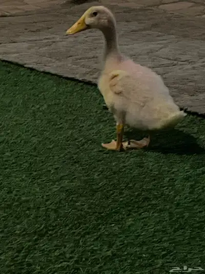 بطه 0