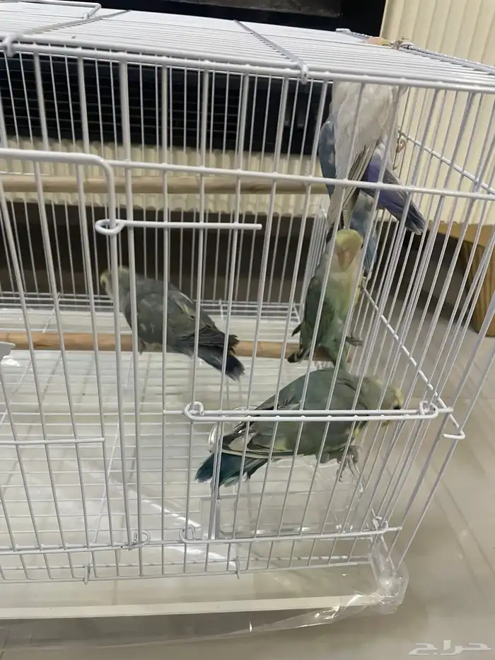 طيور روز 185 ريال انتاج منزلي 5