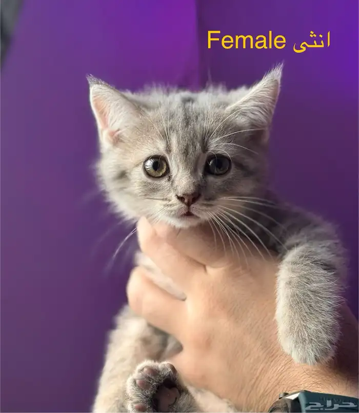 كتن قطط سكوتش للتبني 3