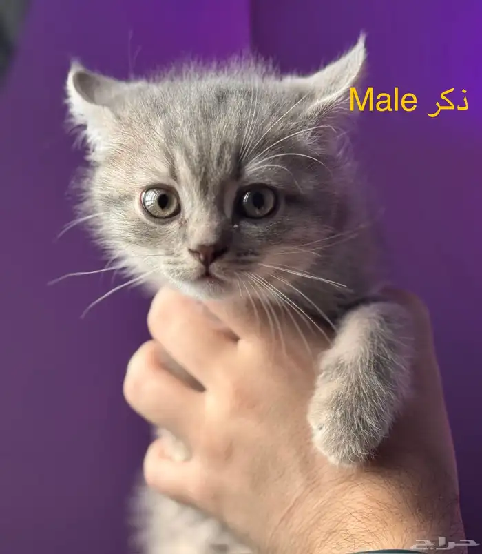 كتن قطط سكوتش للتبني 2