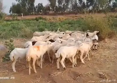 رخال رفيدي من 420 ريال 3