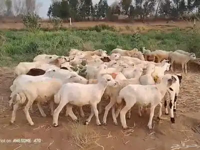رخال رفيدي من 420 ريال 0
