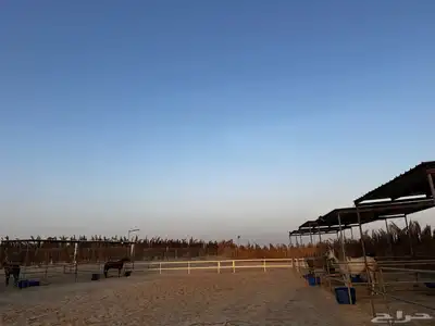 مربط سما للخيل العربيه الاصيله 3