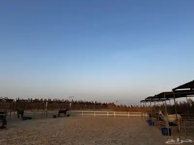 مربط سما للخيل العربيه الاصيله 4