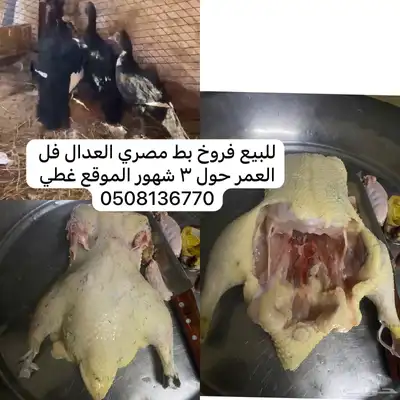 فروخ بط مصري 0
