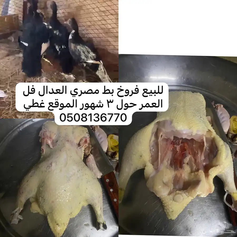 فروخ بط مصري 0