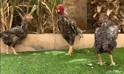 طقم دجاج فارسي فيومي نادر 4