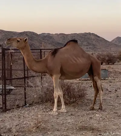 حمرا مبيوع ولدها 0