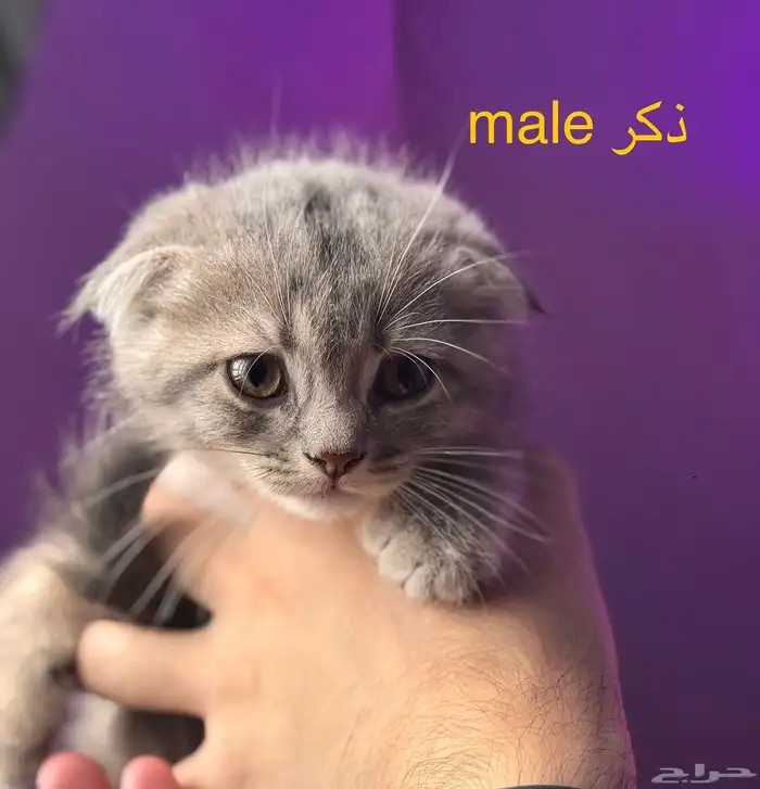 كتن قطط سكوتش للتبني 0