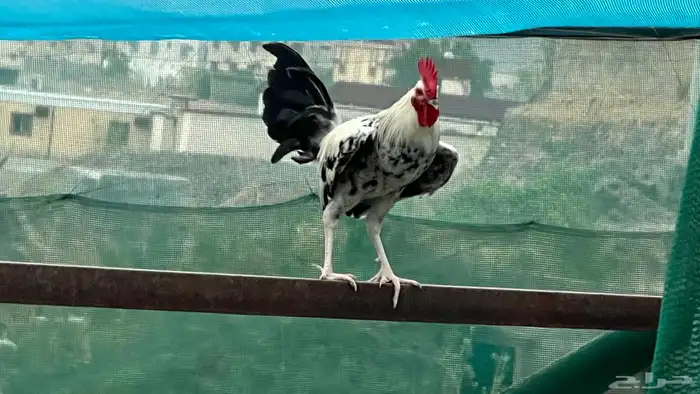 ديك ودجاج 1