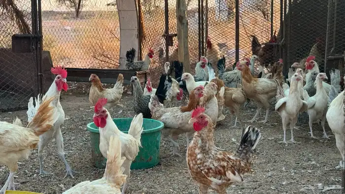 دواجن الديره 3