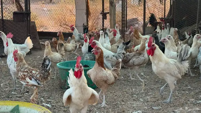 دواجن الديره 4